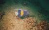 angelfish_thumb.jpg 1.8K